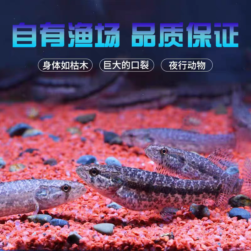 枯木牙鱼活体热带中小型凶猛南美肉食性七彩橙腹彩虹暗黑加拉辛