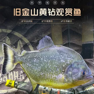 旧金山黄钻红钻秘鲁巴西水虎鱼