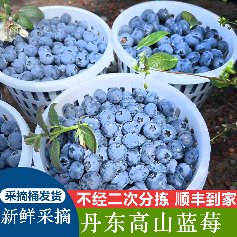 【顺丰包邮】丹东盒装新鲜大蓝莓鲜果装新鲜当季水果孕妇宝宝辅食