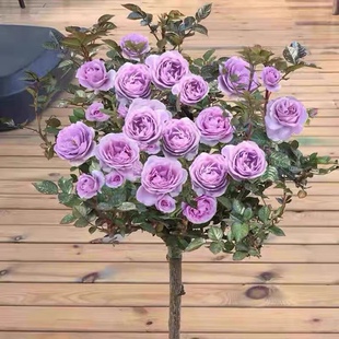 蓝色风暴棒棒糖树状月季花盆栽大花多季阳台庭院浓香室外花卉植物