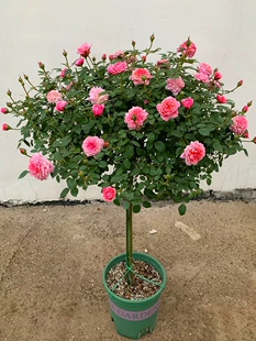 粉色矮杆棒棒糖阳台月季花苗树桩树月多花微月勤开强香