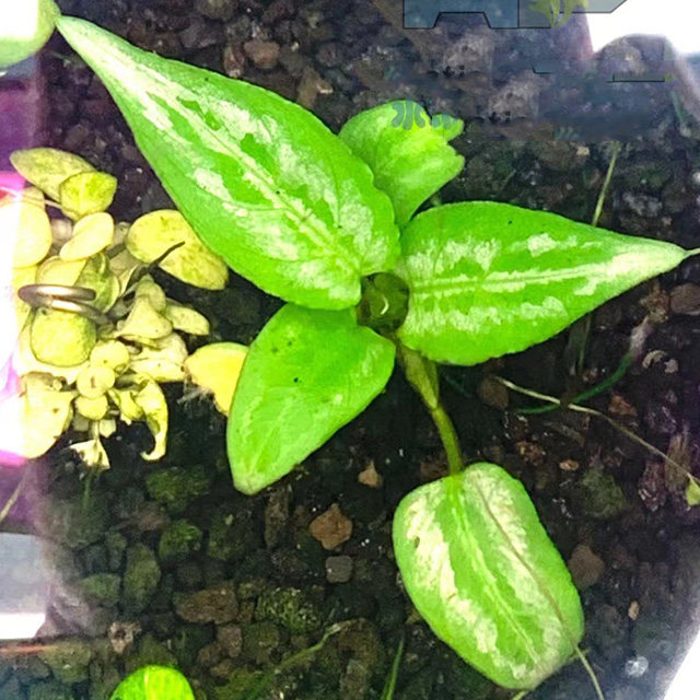 进口飞燕落水榕中后景鱼缸