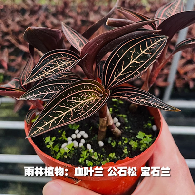 公石松血叶兰观叶植物宝石兰热带雨林缸水陆缸造景装饰植物