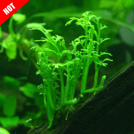 进口ada迷你黑木蕨水晶虾稀有阴性水草鱼缸造景前景草水中叶