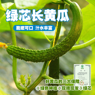 北京密云本地农家自产蔬菜新鲜绿芯长黄瓜三斤装 脆嫩爽口饱满多汁