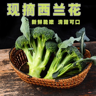 北京密云本地农家种植蔬菜新鲜西兰花好食材物理防虫营养健康400g