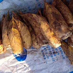 冬笋现挖桂林竹笋东笋子新鲜嫩野生春笋毛笋黄泥笋楠竹笋当季蔬菜