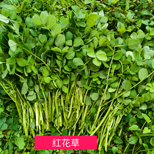 桂林特产红花草农家自种新鲜养生野菜炒年糕绝配桂林土特产花草