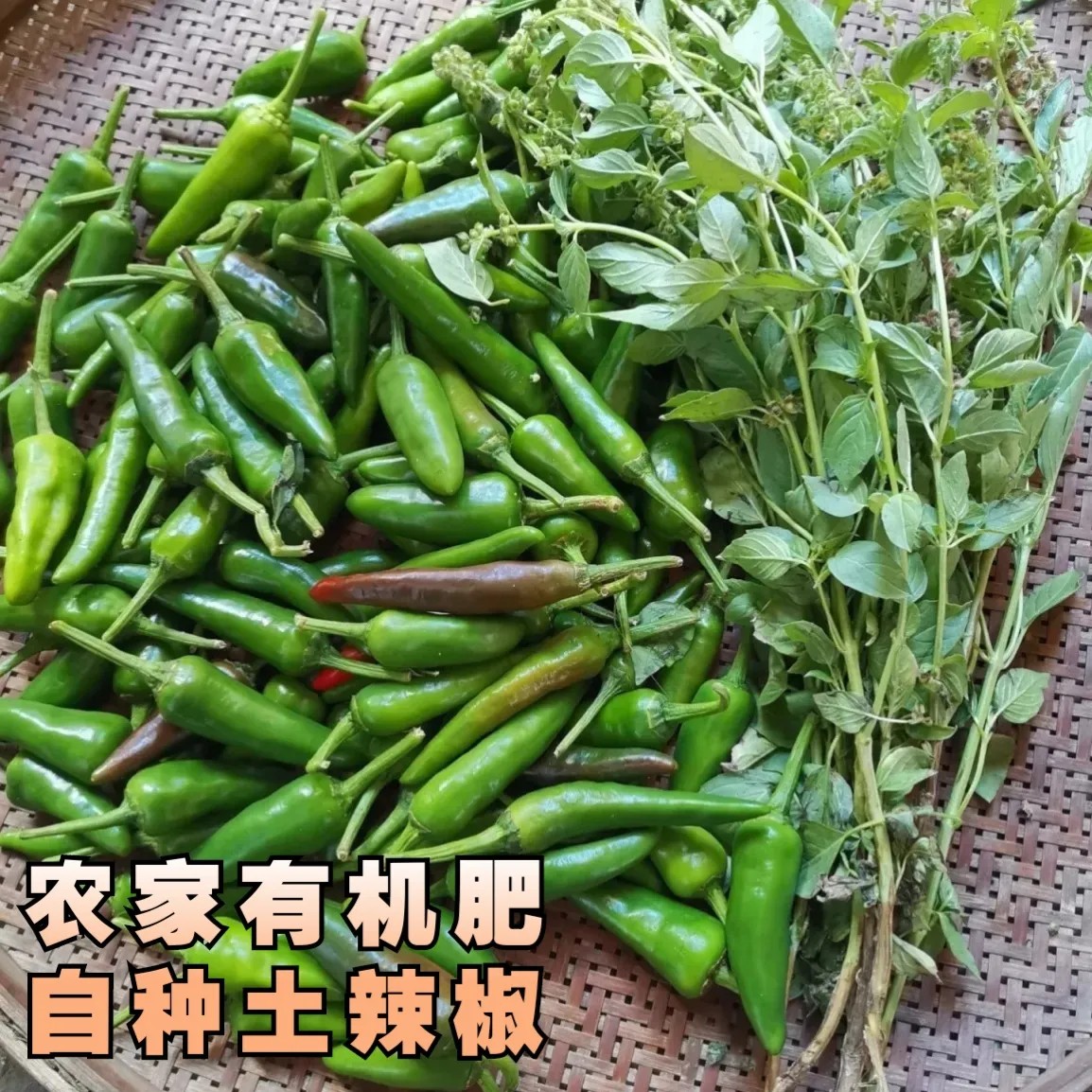 全州现摘新鲜青椒 海椒农家自种青辣椒当季青椒薄皮肉厚现发