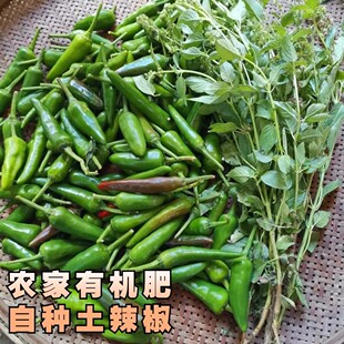 全州现摘新鲜青椒 海椒农家自种青辣椒当季青椒薄皮肉厚现发