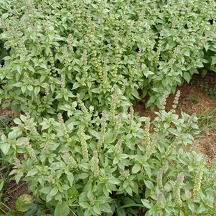 广西全州文香九层塔闻香香海椒文香海椒茴香炒血鸭香料