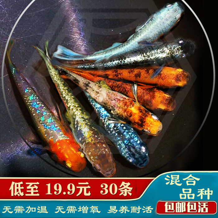 原生鱼观赏鱼根本不不加温淡水