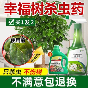 幸福树杀虫药介壳虫蚧壳虫蚜虫芽虫绿植杀虫剂花卉植物除虫专用药