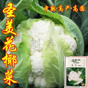 圣美花椰菜种子籽白色花菜种苗菜花苗子春秋季 阳台盆栽蔬菜秧子孑