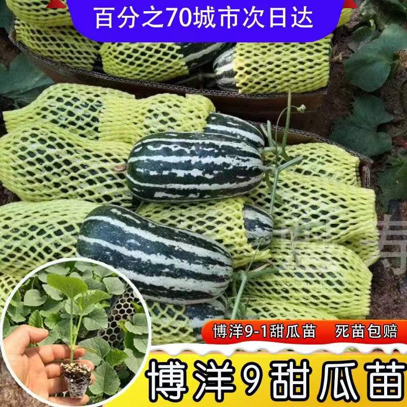 魁寿四季简单甜瓜便宜