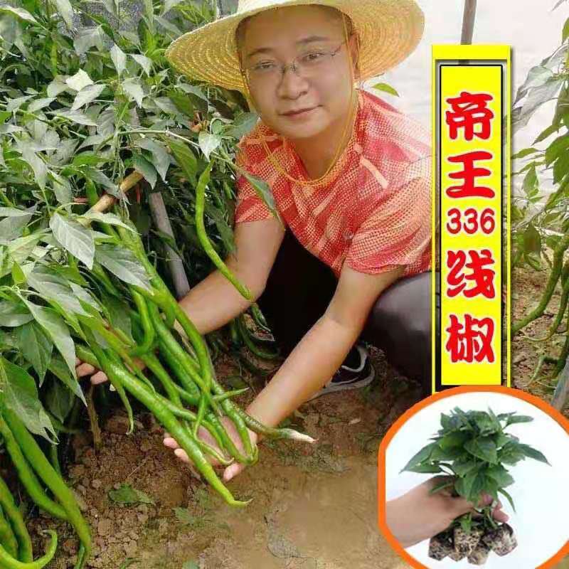 帝王336超长线椒春夏质量可靠