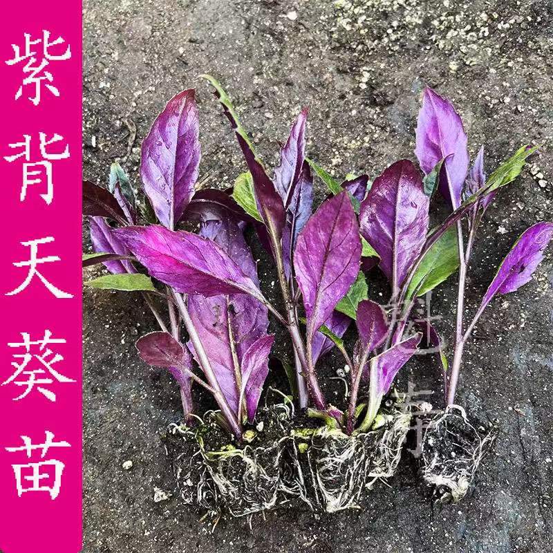 魁寿四季种植补血寿光