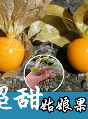 四季春秋大果金姑娘秧苗红黄灯笼果种子四季阳台盆栽洋姑娘大土球