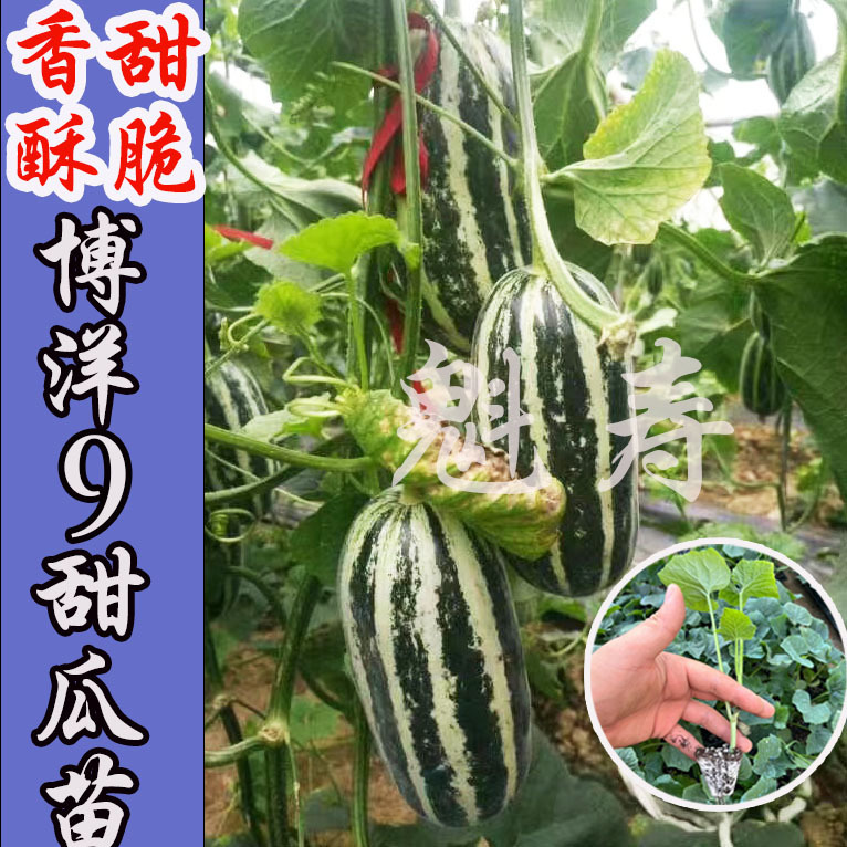 魁寿春秋简单种苗蔬菜