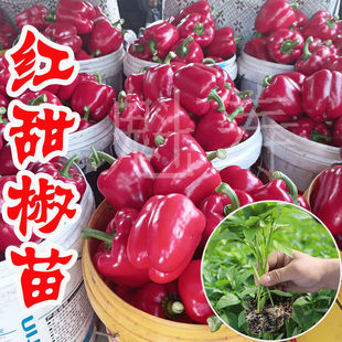 室内阳台盆栽易种蔬菜高产 红甜椒种苗 彩椒辣椒方椒菜园四季