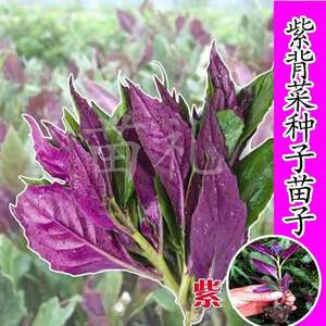 紫背菜天葵养心菜种苗子观音菜血皮菜种籽野生菜蔬菜