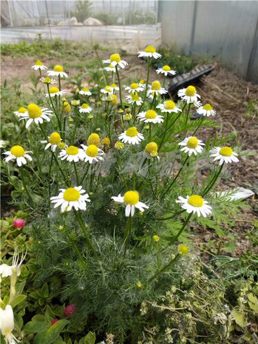 德国洋甘菊罗马泡茶安神精油植物