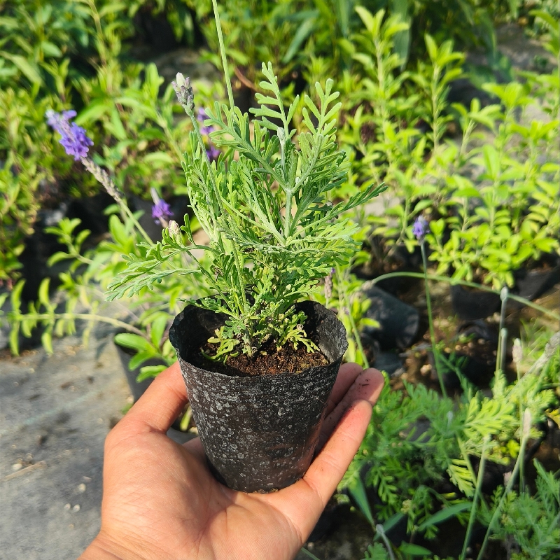 薰衣草植物齿叶薰衣草盆栽小苗观赏性植物阳台庭院绿植花卉原土发