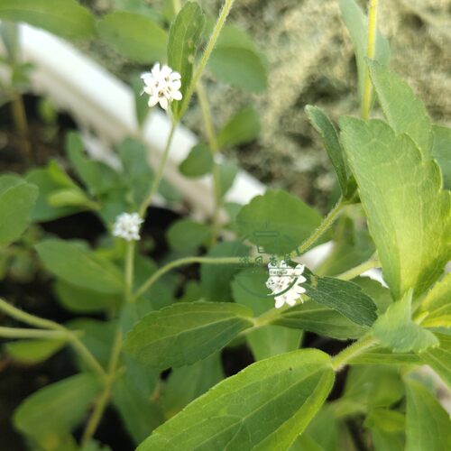 甜味植物叶片育苗钵发货食用香草