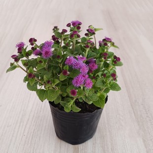 藿香蓟盆栽苗胜红蓟一枝香阳台庭院花卉植物趣味观花期超长带土发