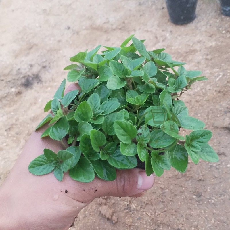 甜牛至盆栽希腊牛至披萨草花薄荷奥勒岗可食用香草苗西餐香料