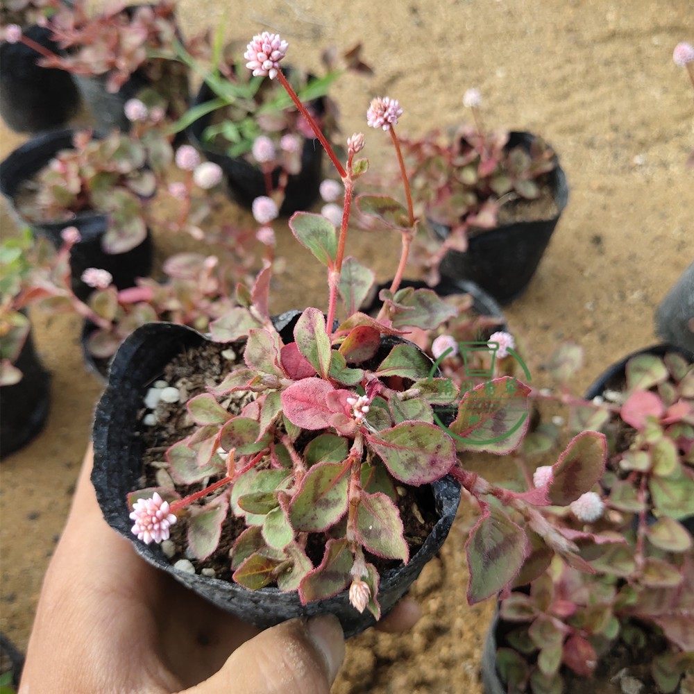 新鲜头花蓼观赏盆栽苗 耐热庭院花卉 多年生植物匍匐生长地被植物
