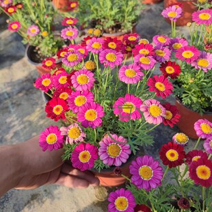 玛格丽特花苗盆栽苗阳台庭院花卉育苗袋发货木春菊蓬蒿菊花期超长