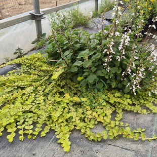 金叶过路黄盆栽苗好养地被草皮植物可垂吊花镜造景原土发货易成活
