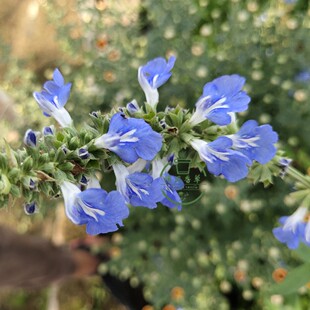 天蓝鼠尾草苗天蓝色花植物苗庭院花园绿植