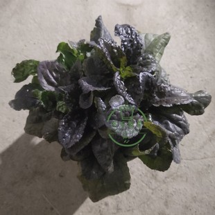 紫叶筋骨草盆栽苗多花筋骨草庭院观花植物多年生宿根易活耐寒