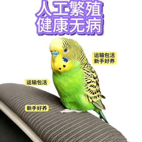 虎皮鹦鹉活体云斑虎皮 成年幼鸟可选 公母一对 包活到家 新手饲养