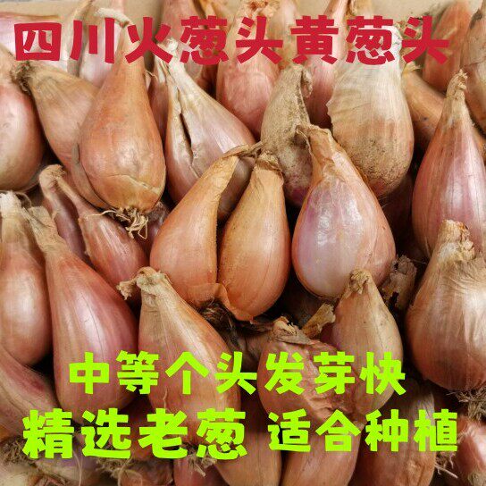 四川自贡火葱头带芽葱头非四季葱小葱香葱量大批发