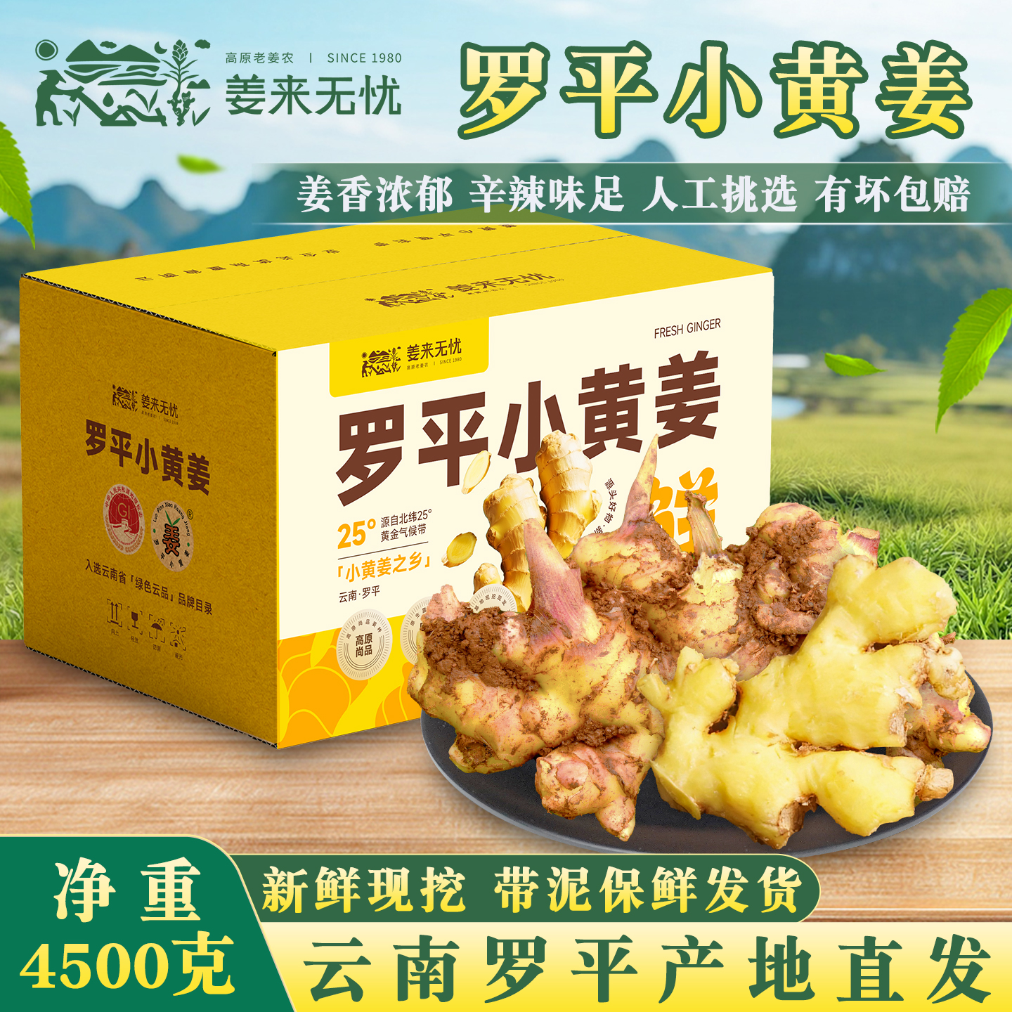 2025年鲜姜现挖云南罗平产地直发