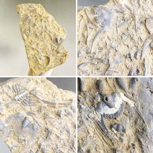 天然燕子石三叶虫古生物化石原石奇石头收藏地质科普标本桌面摆件