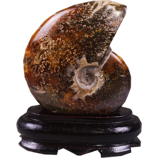 天然菊石斑彩螺转运海螺化石原石标本开业乔迁礼品家居水晶摆件