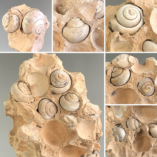 天然蜗牛化石圆锅螺地质矿物标本奇石收藏家居客厅办公室装饰品