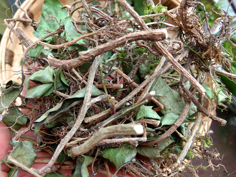 新晒中草药三角枫 贵州中药材三各风藤本植物山角枫农家干货500克