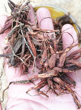 贵州红活麻根干货 中药材红线麻红禾麻草药红霍麻根小红火麻500克