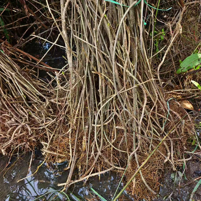 贵州山货臭常山中药材新鲜臭阳山