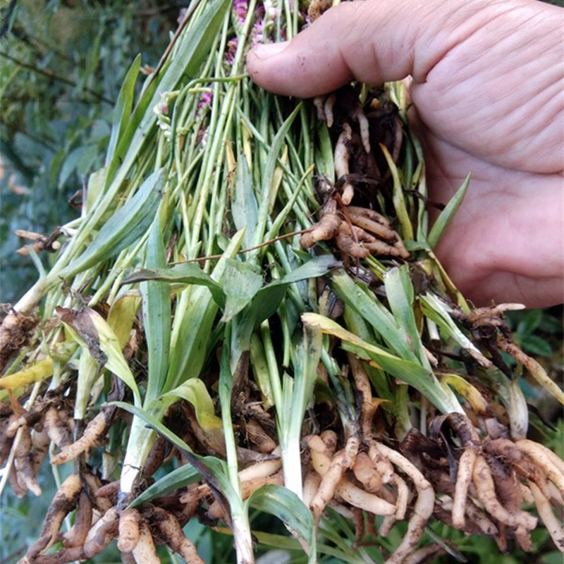 新鲜盘龙参苗贵州地产中药材绶草
