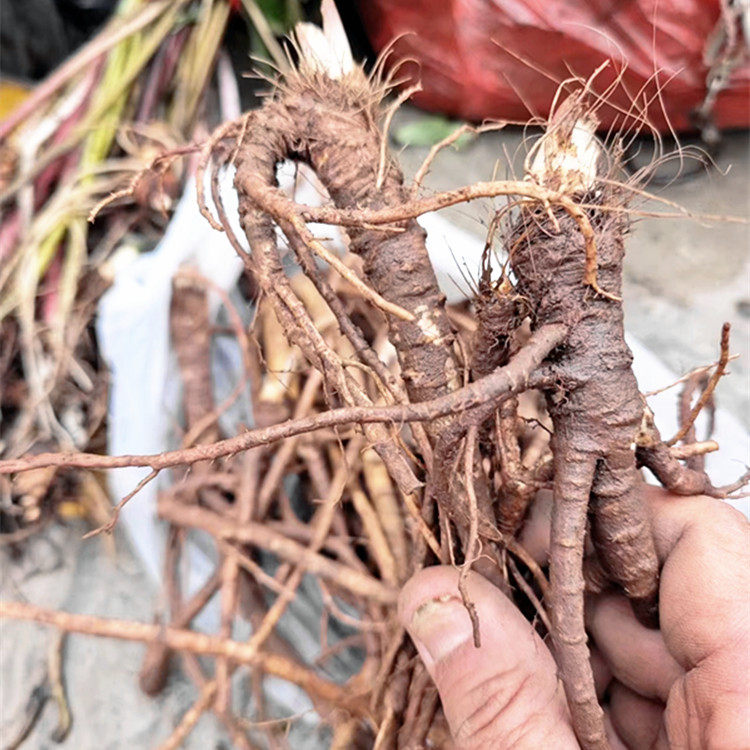 贵州新鲜紫花前胡中药材 野生草药前胡根姨妈菜全根药食两用500克
