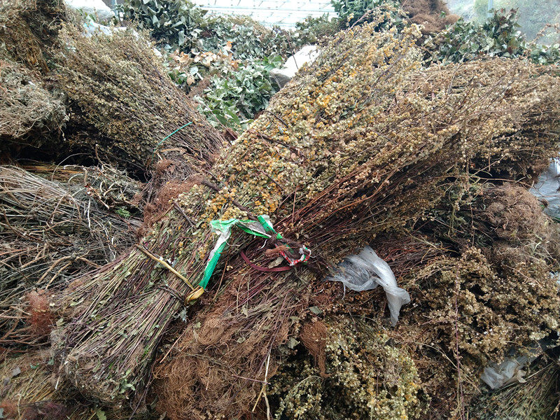新货贵州一枝黄花中药材 无硫干货一支黄花中草药全株老虎尿500克