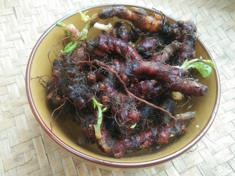 贵州草药新鲜花蝴蝶根中药材 现挖赤胫散根花脸荞鸡脚拐枣七500克