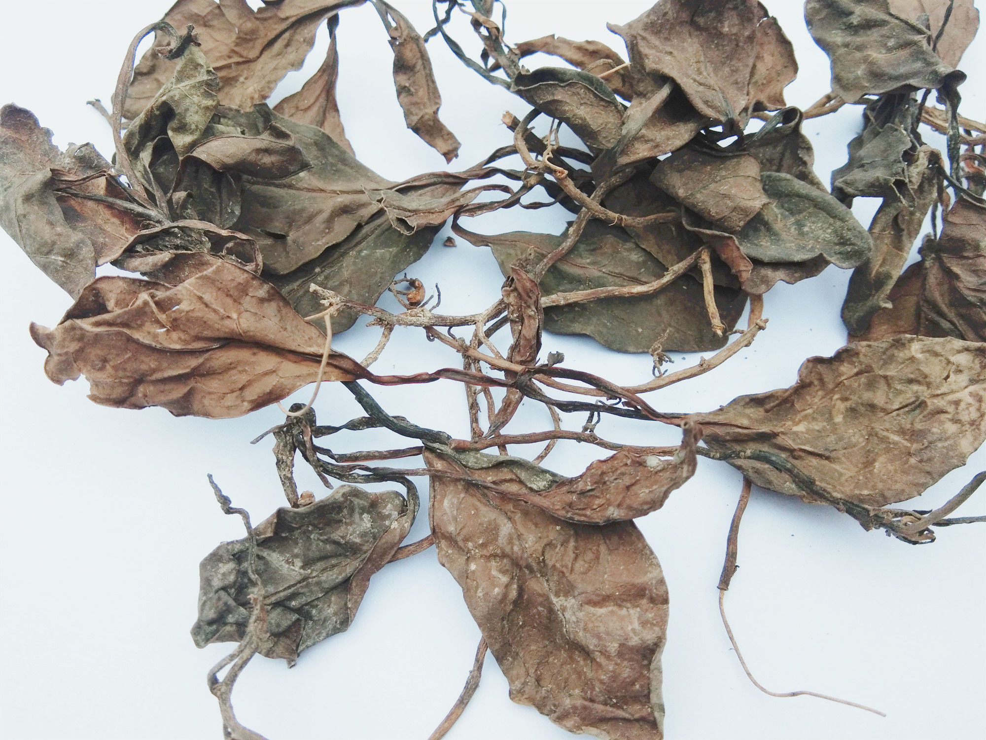 贵州野生紫背鹿含草干货500g包邮 中药材纸背金牛草鹿衔草鹿蹄草