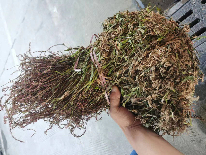 贵州野生盘龙参 中草药材绶草龙抱柱猪辽参龙缠柱鸡爪参 新晒干货